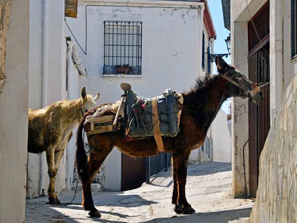 Burro Alpujarra